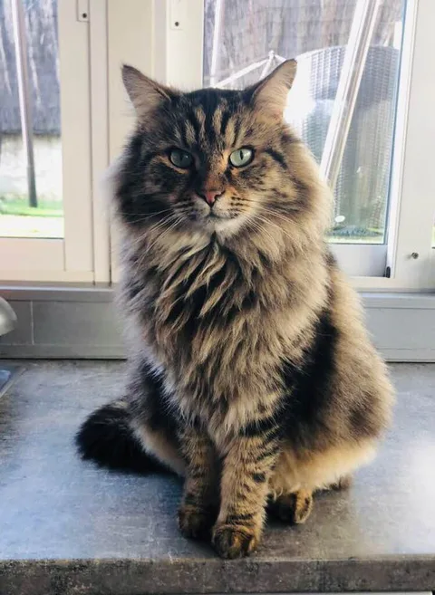 OLAF