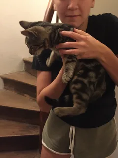 Chat trouvé Européen