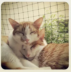 Chat perdu Européen