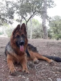 Chien perdu Berger Allemand