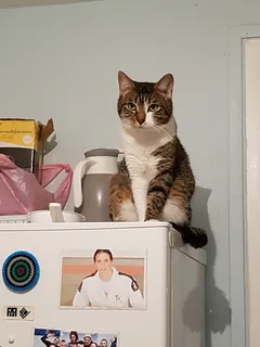 Chat perdu Européen