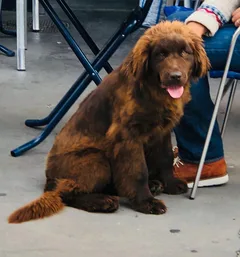 Chien perdu Terre Neuve