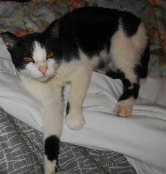 Chat trouvé Européen