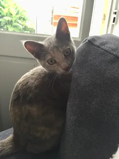 Chat trouvé Croisé