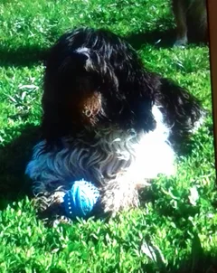 Chien perdu Berger Polonais