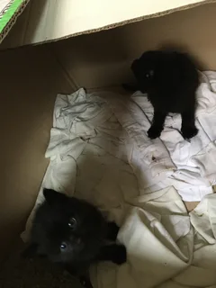 Chat trouvé Européen