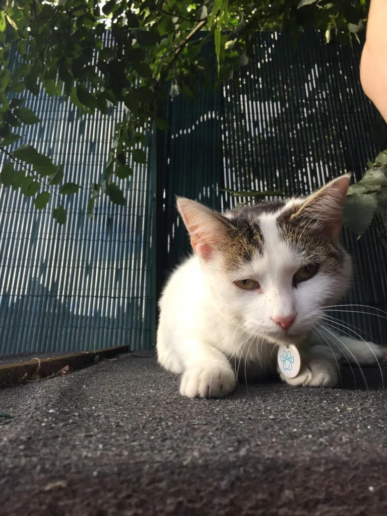 Chat trouvé