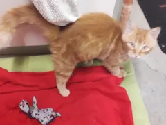 Chat perdu Chat Jaune