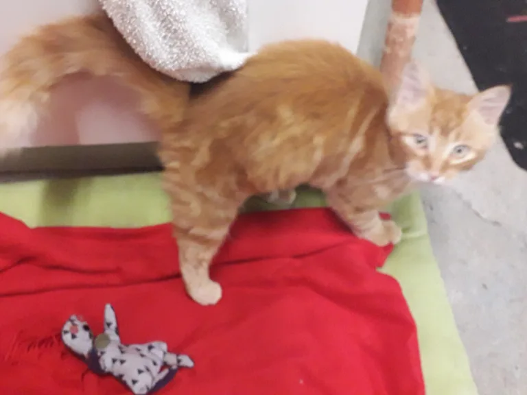 Simba