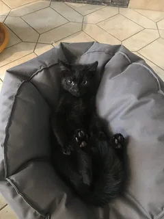 Chat perdu Croisé
