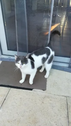 Chat trouvé Sans race particulière