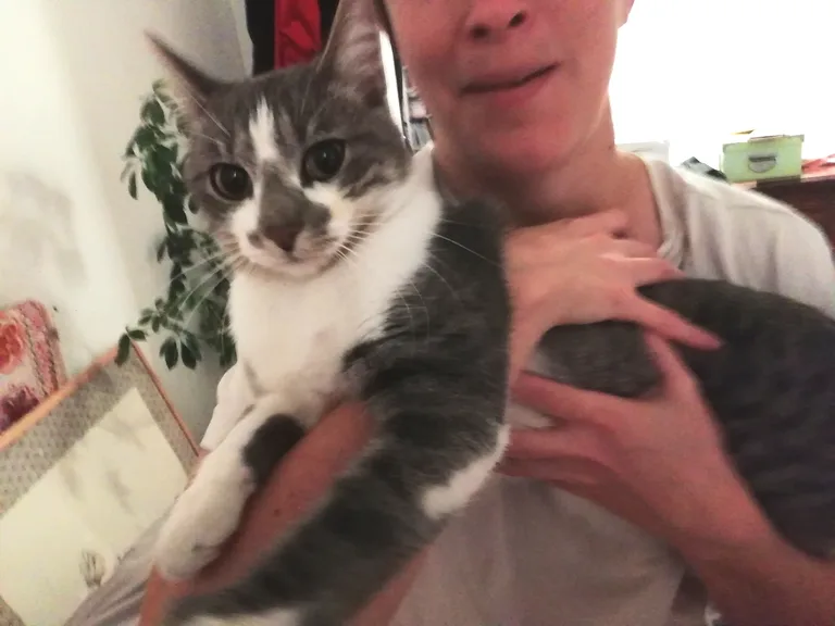 Chat trouvé