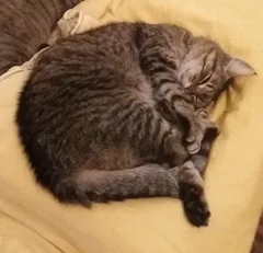 Chat perdu Européen