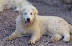 Chien perdu Montagne des Pyrénées