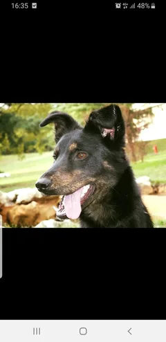 Chien perdu Berger Belge Malinois