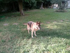 Chien perdu Berger Allemand