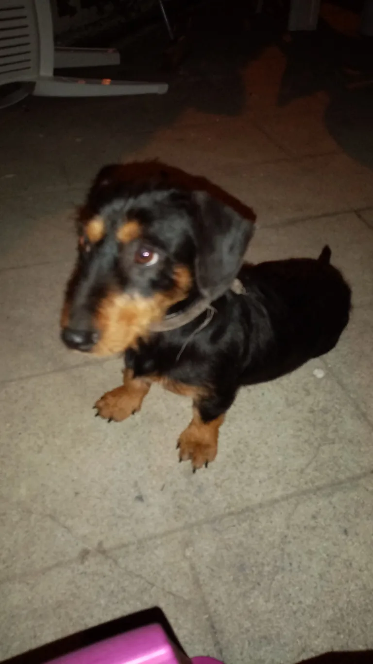 Chien trouvé