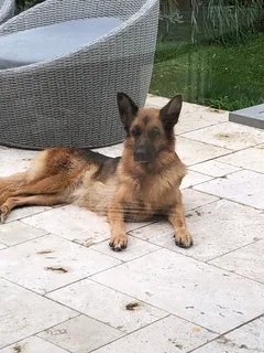 Chien perdu Berger Allemand