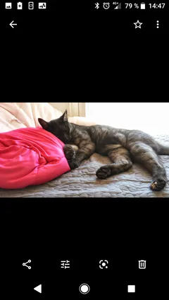 Chat perdu Européen