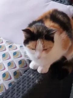 Chat perdu Européen