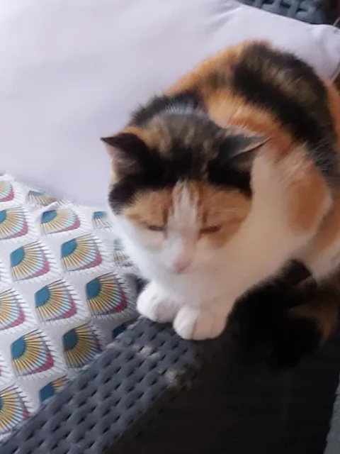 Poupounette