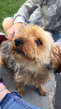 Chien perdu Yorkshire Terrier