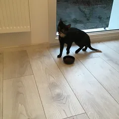 Chat trouvé Européen