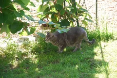 Chat perdu Européen