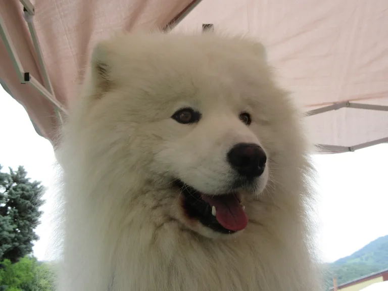 JORKA