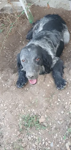 Chien perdu Setter Anglais
