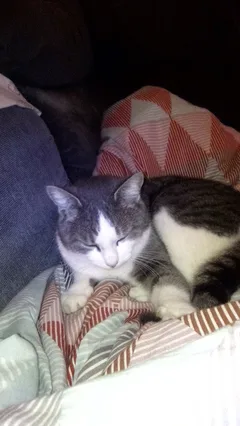 Chat perdu Sans race particulière