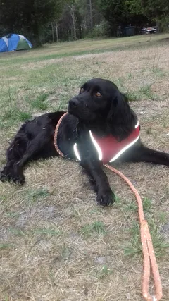 Chien perdu Epagneul Breton