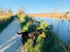 Chien perdu Labrador-Retriever