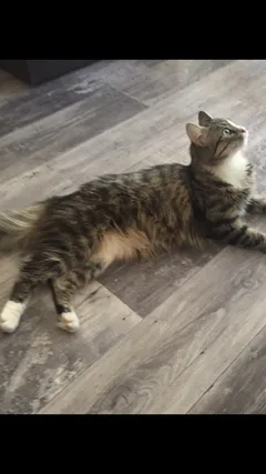 Chat perdu Chat Sauvage d'Europe