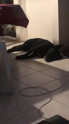 Chien perdu Berger Belge