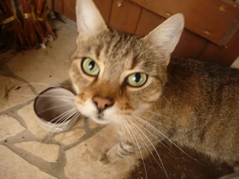 Chat trouvé