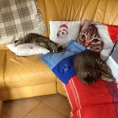 Chat perdu Chat Tigre