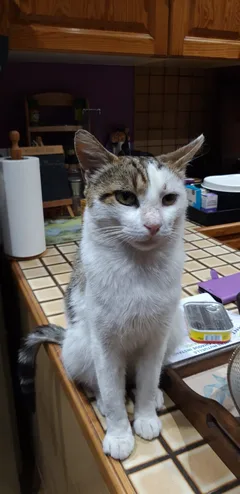Chat trouvé Européen