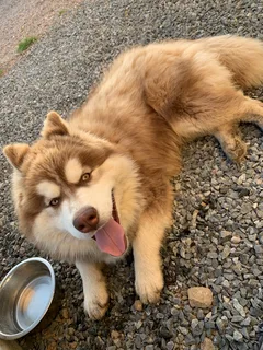 Chien perdu Husky Sibérien