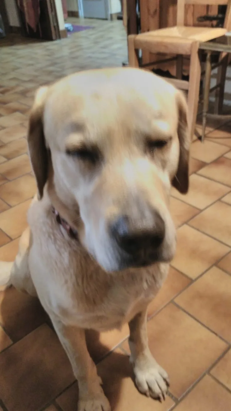 Chien trouvé