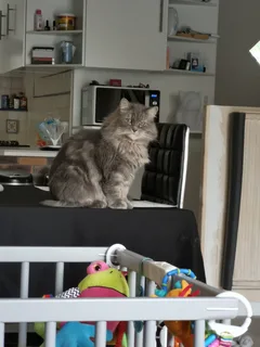 Chat perdu Européen