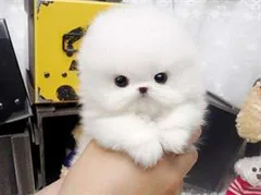 Chien trouvé Spitz Japonais