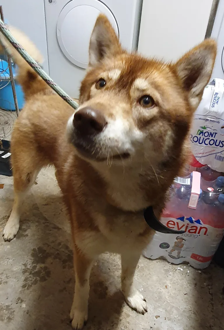 Chien trouvé