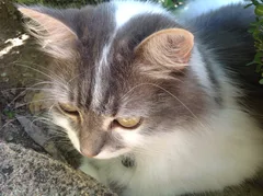 Chat perdu Européen