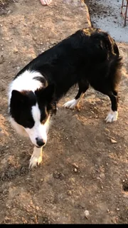 Chien perdu Border Collie