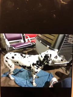Chien perdu Dalmatien