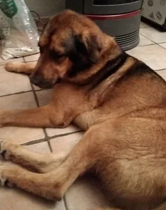 Chien trouvé Chien Courant
