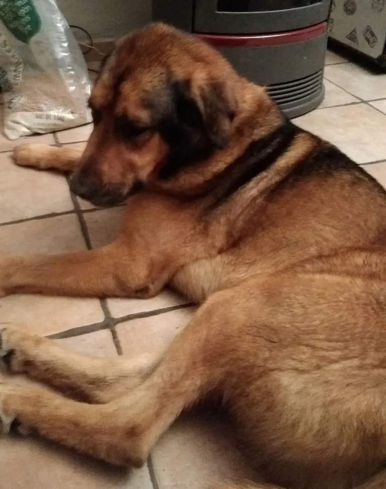 Chien trouvé