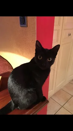 Chat perdu Européen