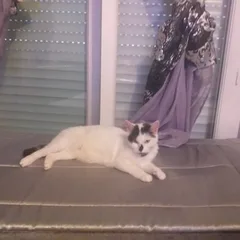 Chat trouvé Croisé